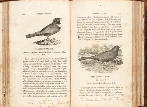 ספר הציפורים מאת תומס ביואיק , צילום: ספריית הורנספילד