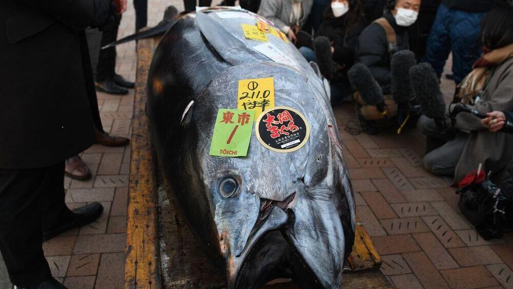 בגלל הקורונה, דג טונה נמכר במכירה פומבית ביפן רק ב-145 אלף דולר