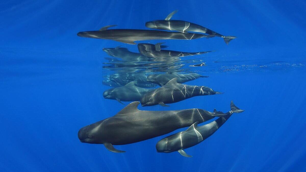 פוטו תחרות צילומים מתחת למיים משפחת כרישים