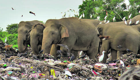 פילים בסרי לנקה בתוך הר של פלסטיק. הורג את בעלי החיים ומצמצם את המגוון הביולוגי,  צילום: AP