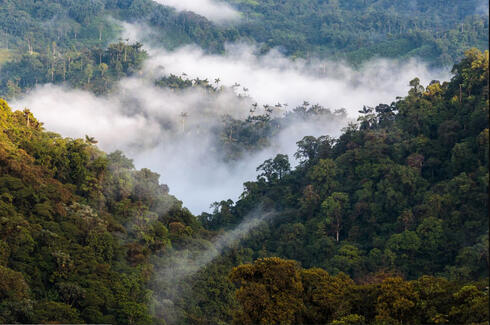 יער אקוודור. מהלכים כמו שימור יערות ואזורי טבע אחרים חיוניים למיתון משבר האקלים, קרדיט: אלבו אקלים