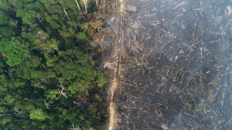 אמזונס ברזיל בירוא יערות כריתת עצים