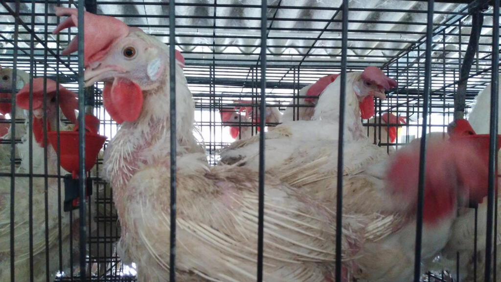שומרים על הקרטל: מחירי העופות זינקו ב-18% בתוך 3 שנים והוזלה לא נראית באופק
