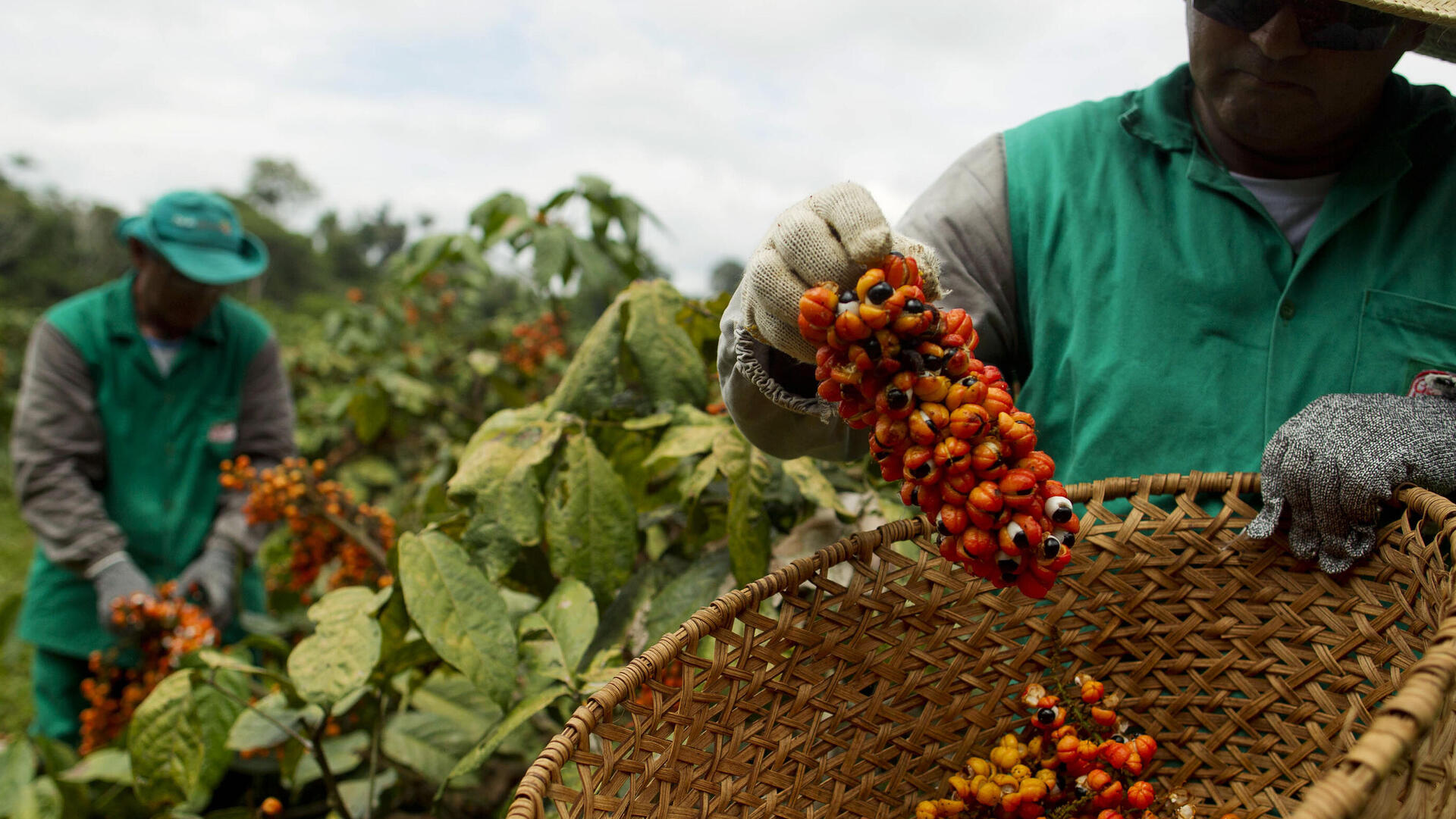 מטע קפה ברזיל