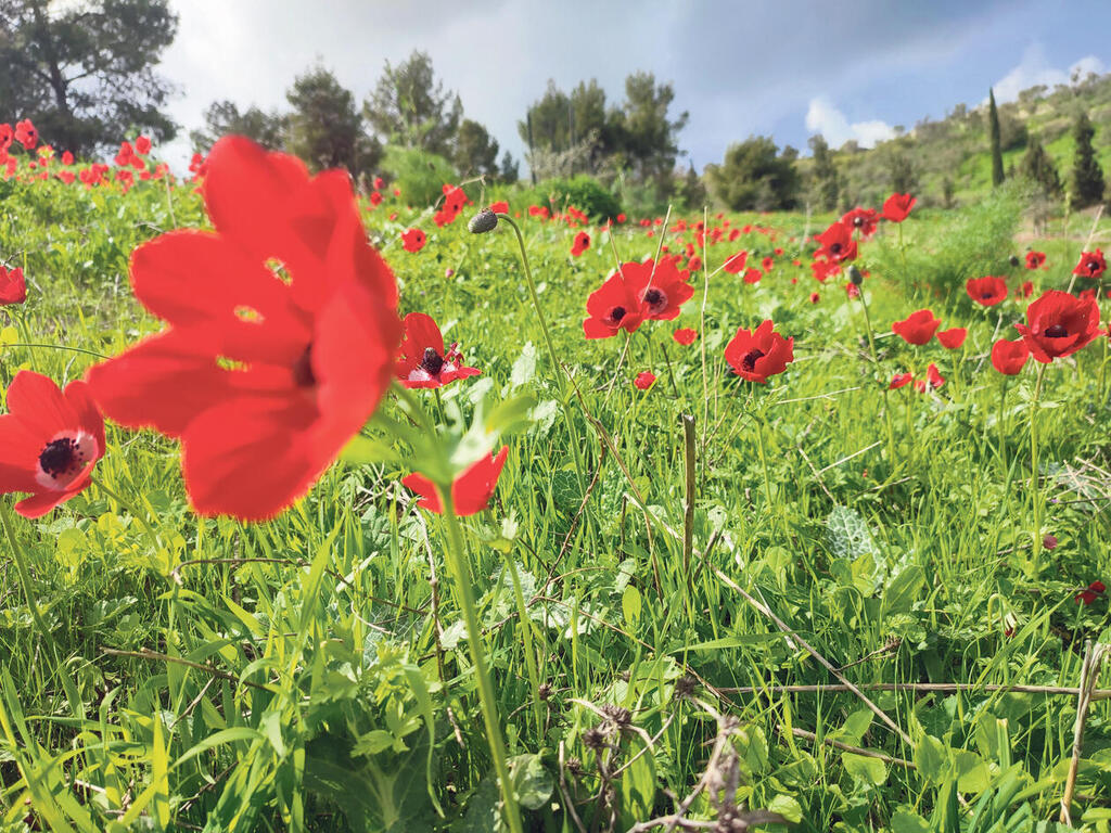 פנאי פריחת כלניות רמת סירין