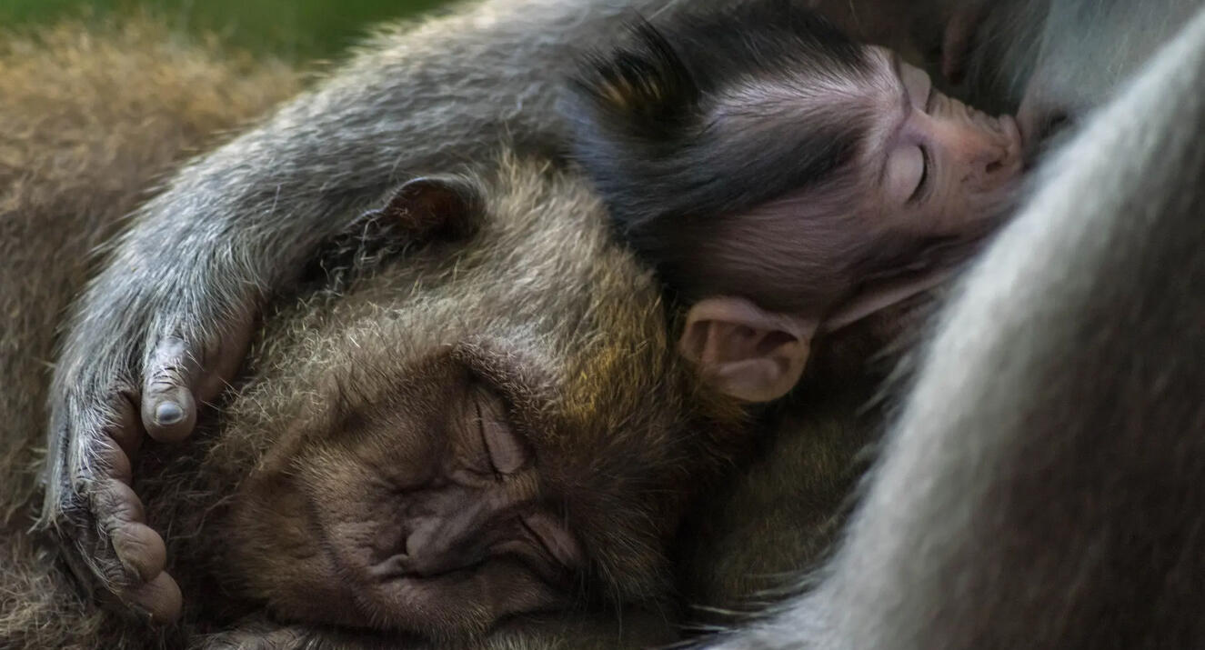 פוטו תמונות זוכות מתחרות צילומי טבע קופים