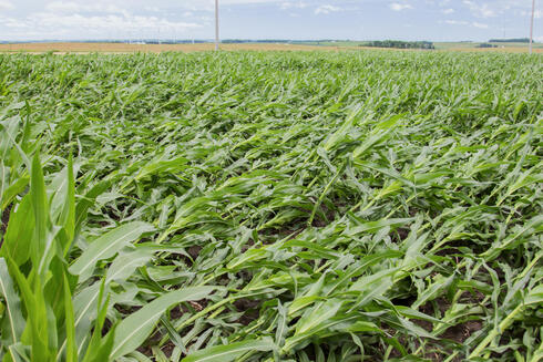 Damaged corn crops in the Midwest following the storm. Photo: Shutterstock