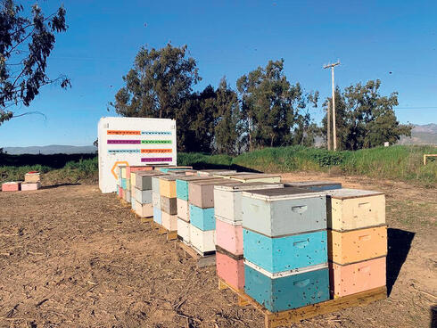 Beewise hives. Photo: Courtesy