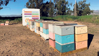 כוורת רובוטית של Beewise