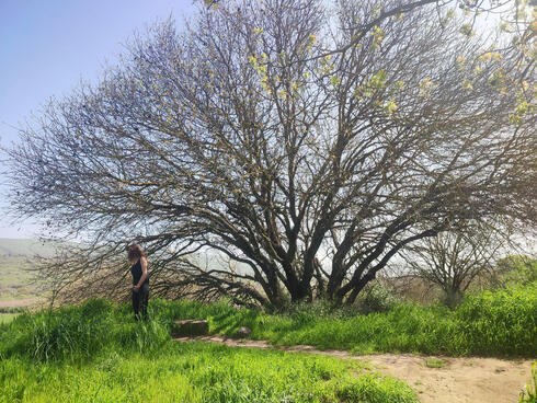 עץ אלה בתל אנפה, צילום: אילן גולדמן