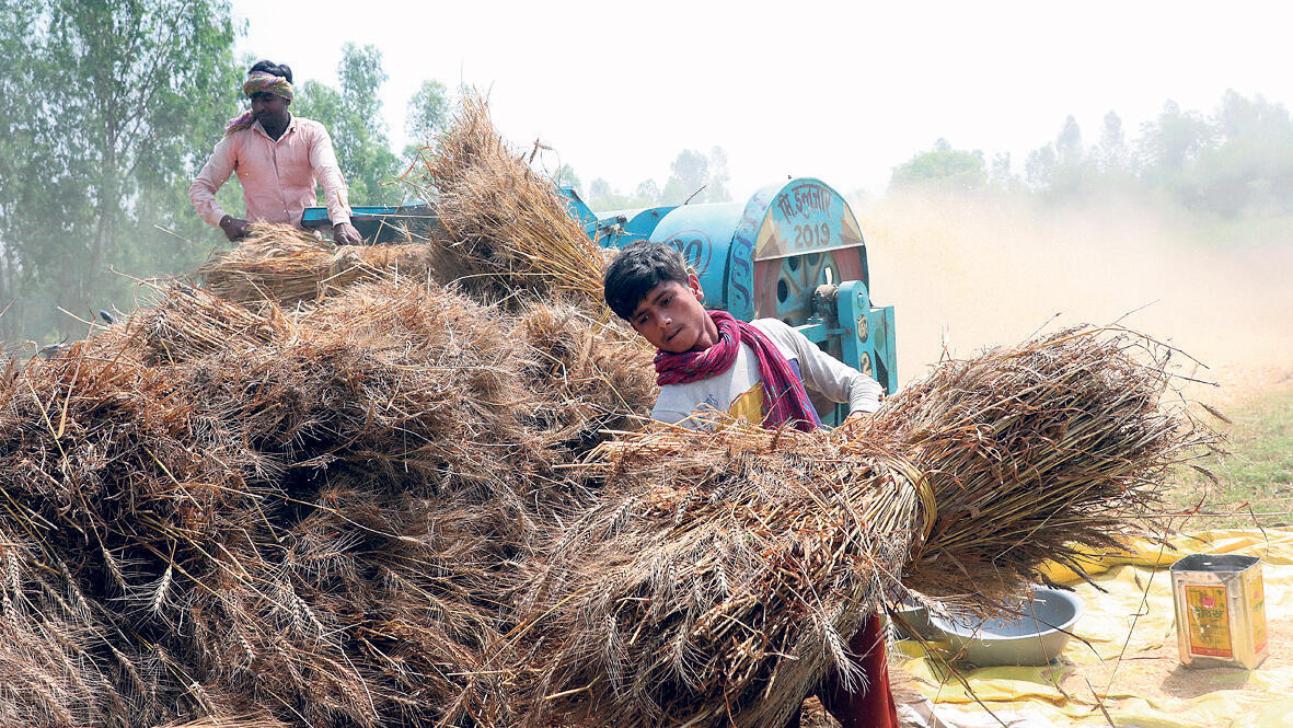 יבולי חיטה בפאתי דלהי