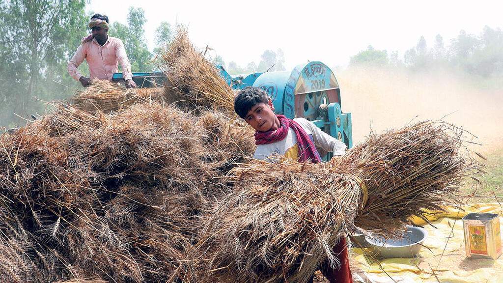 יבולי חיטה בפאתי דלהי