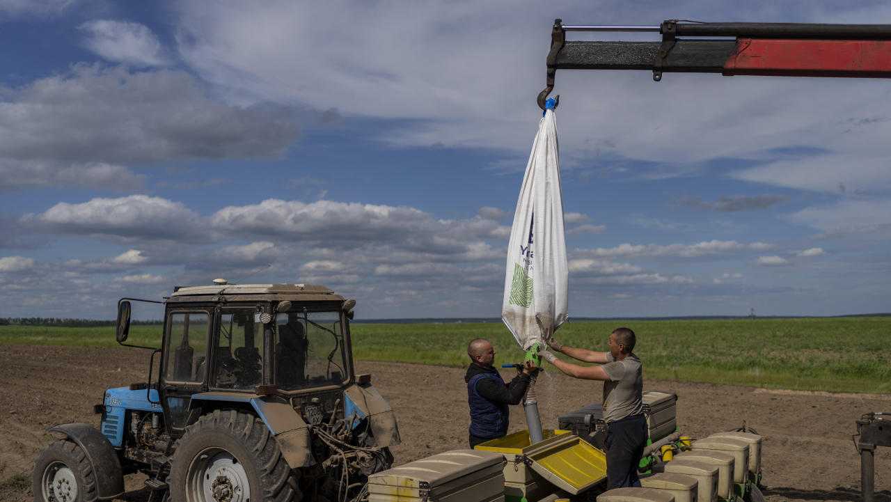חקלאים אוקראינים זורעים חמניות חדש
