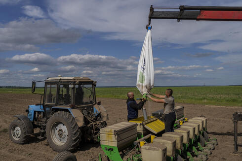 חקלאים אוקראינים זורעים חמניות, אתמול. זינוק במחירי שמני בישול, צילום: AP