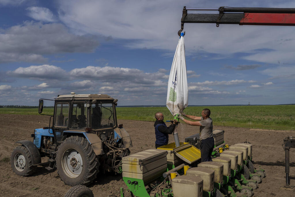 חקלאים אוקראינים זורעים חמניות חדש
