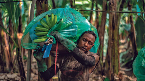 טראמפ מוריד את המכסים על קפה ובננות מאמריקה הלטינית