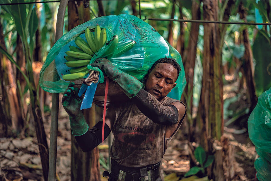 מטע בננות באקוודור (צילום: בלומברג) מוסף שבועי 2.6.22 פועל במטע בננות בעיירה מילגרו שבאקוודור