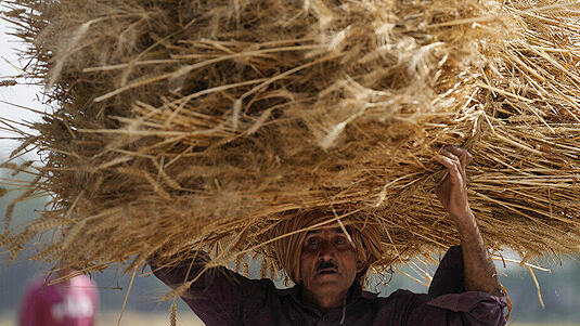 הודו חיטה חקלאות משבר האקלים