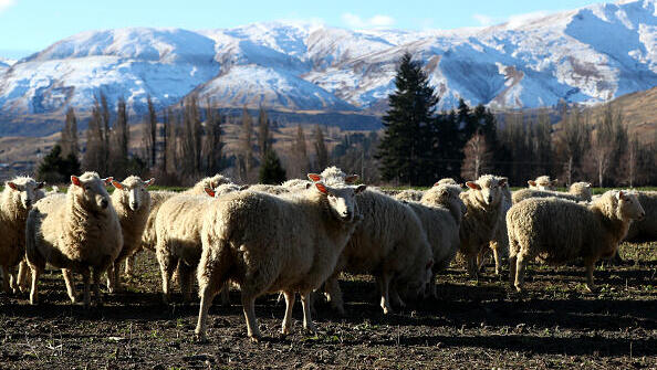 ניו זילנד מתכננת: מס על גיהוקים של כבשים ופרות