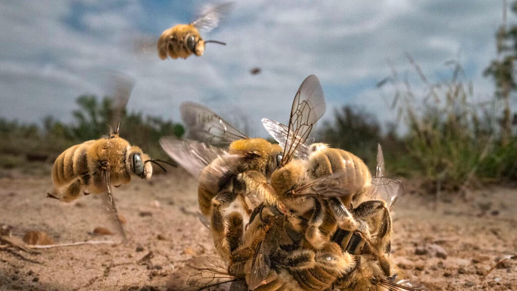 פוטו תחרות צילומים bigpicture 2022 דבורים