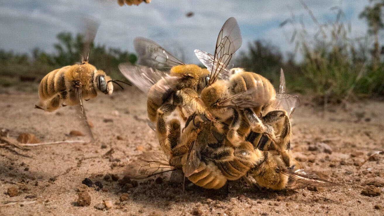 פוטו תחרות צילומים bigpicture 2022 דבורים