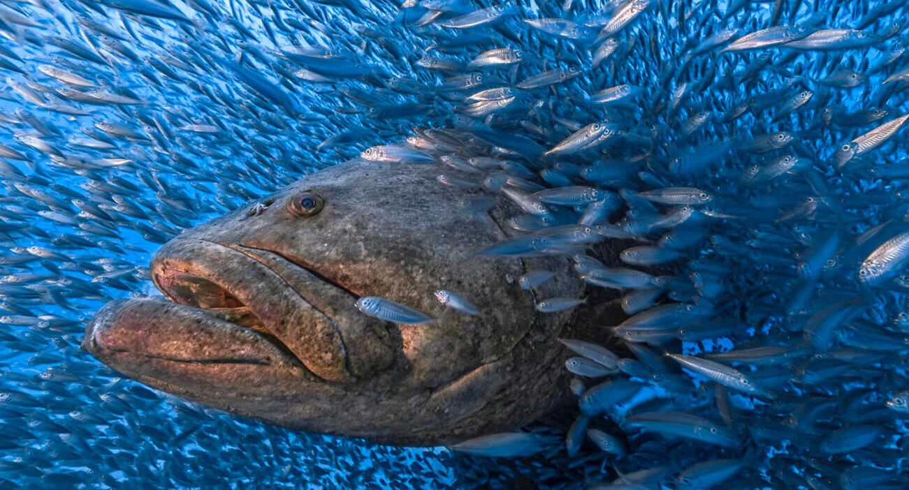 פוטו תחרות צילומים bigpicture 2022 דגים