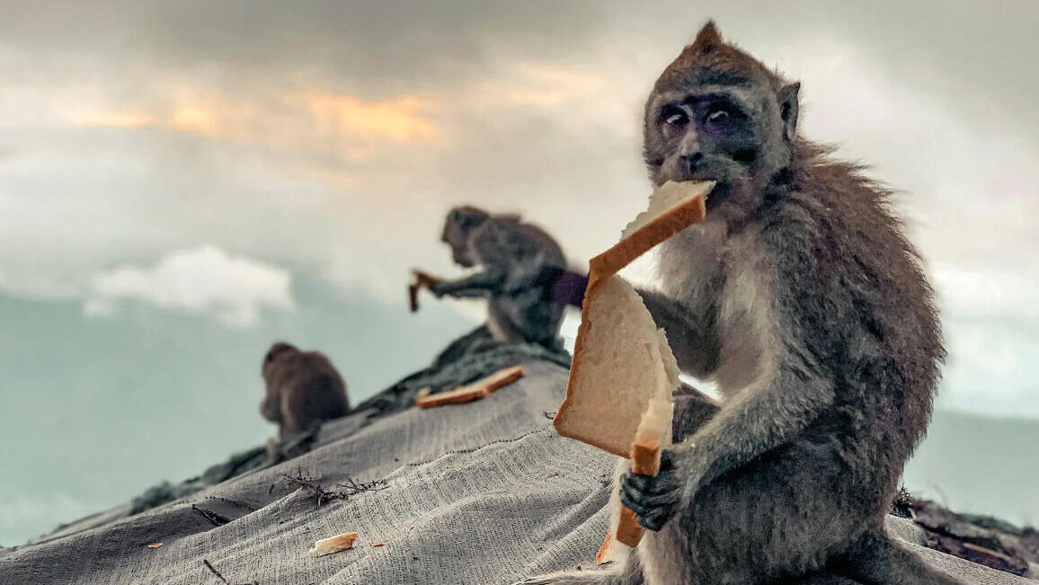 פוטו תחרות צילומי טבע עירוני קופים
