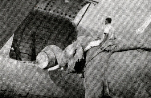 בהודו הופעלו פילים להעמסת חביות דלק, צילום: USAF