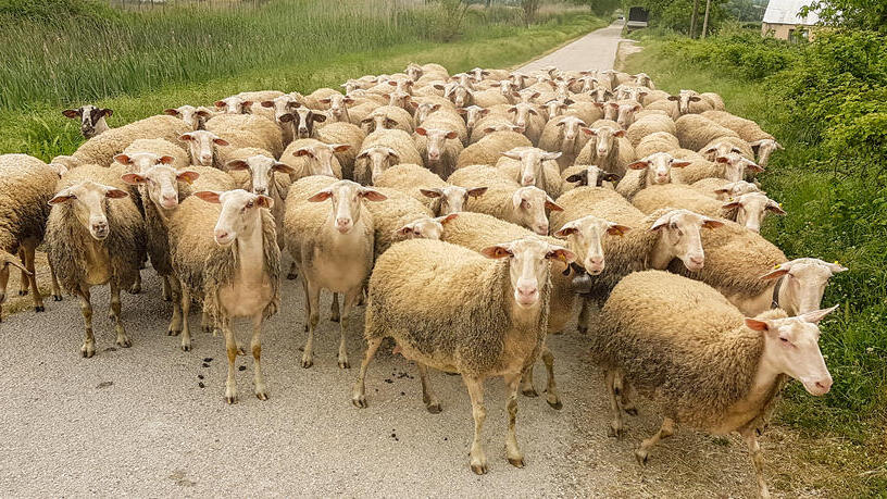 עדר כבשים 