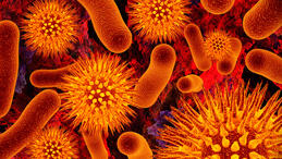 וירוס וירוסים חיידק חיידקים בקטריות