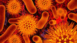 חיידקים. ההתמחות של ביומאקס (צילום: שאטרסטוק) וירוס וירוסים חיידק חיידקים בקטריות