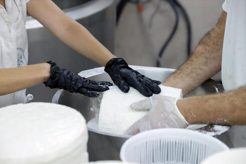 ב"המחלבה הקטנה". מייצרים גבינות בסגנון גורגונזולה, תום, פונטינה ורוביולה, צילום: אוראל כהן