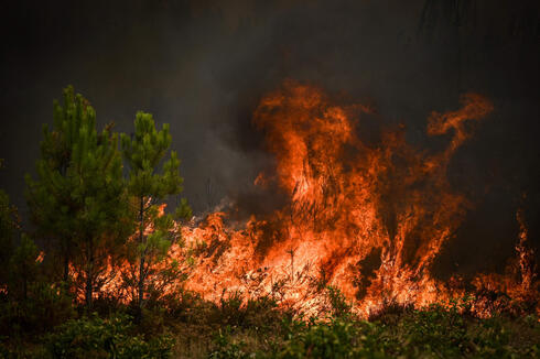 שריפה ביער אורנים בדרום צרפת באוגוסט האחרון. בין האיומים הגדולים ביותר על המגוון הביולוגי הוא השימוש המסיבי של האנושות בפחם, נפט וגז , צילום: AFP