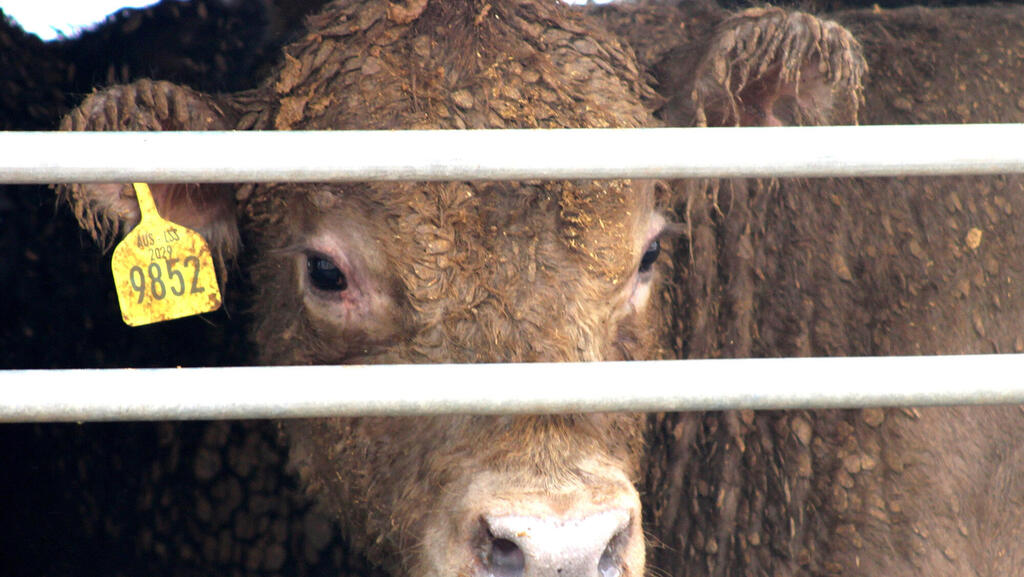 משרד הבריאות מתנגד לביטול המכס על בשר
