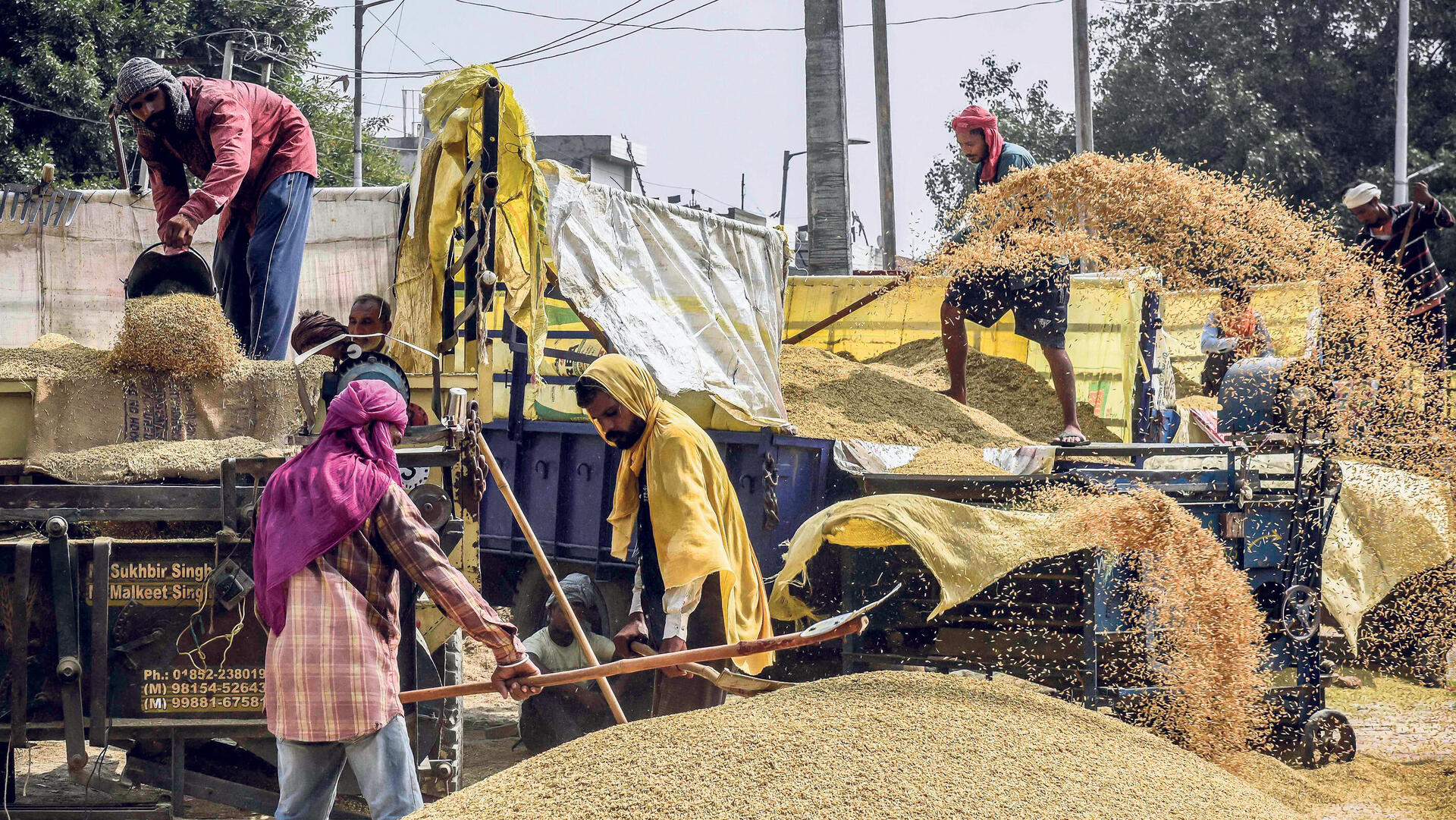 יבולי אורז בשוק דגנים במחוז פונג'אב בהודו