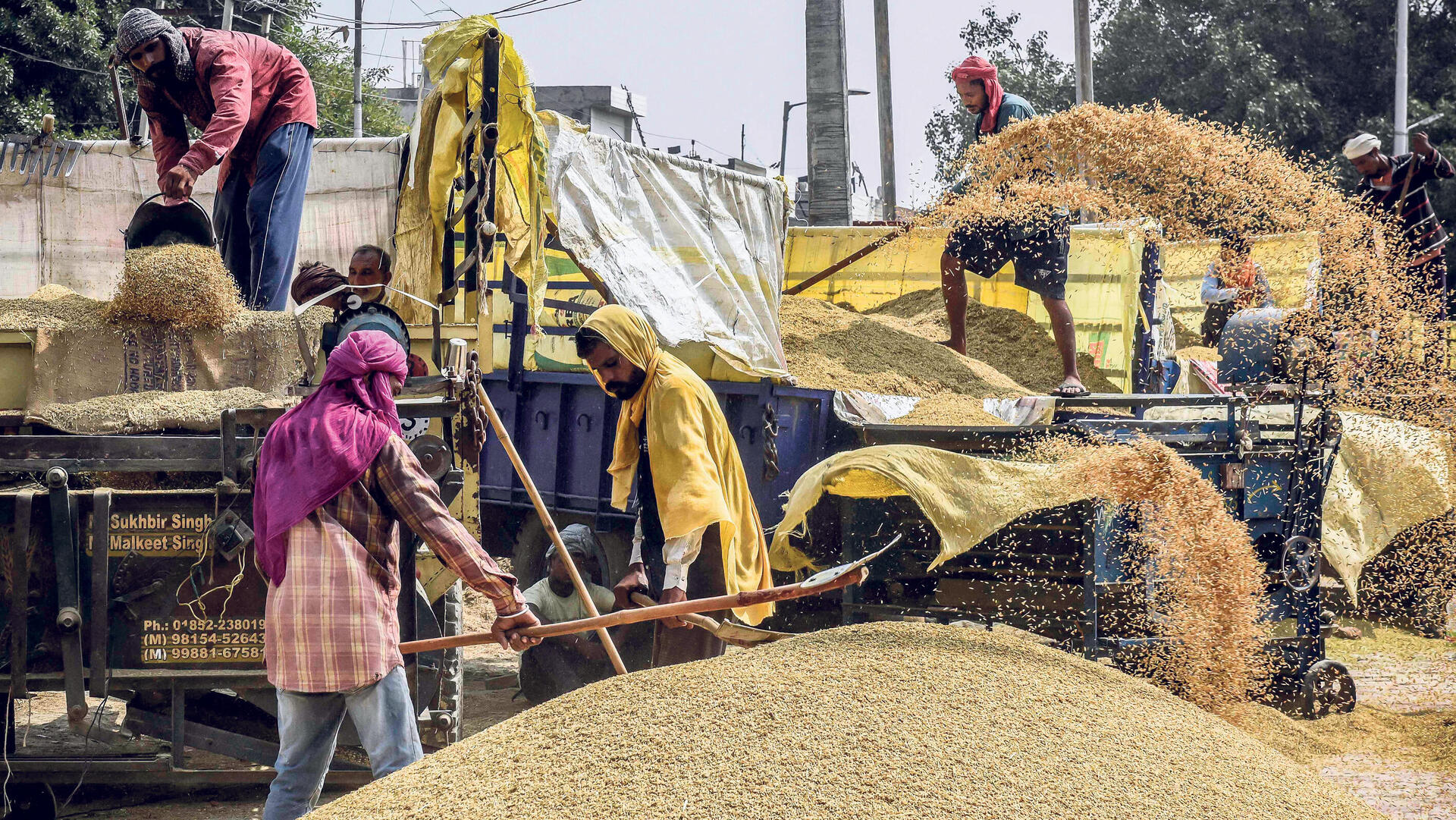 יבולי אורז בשוק דגנים במחוז פונג'אב בהודו