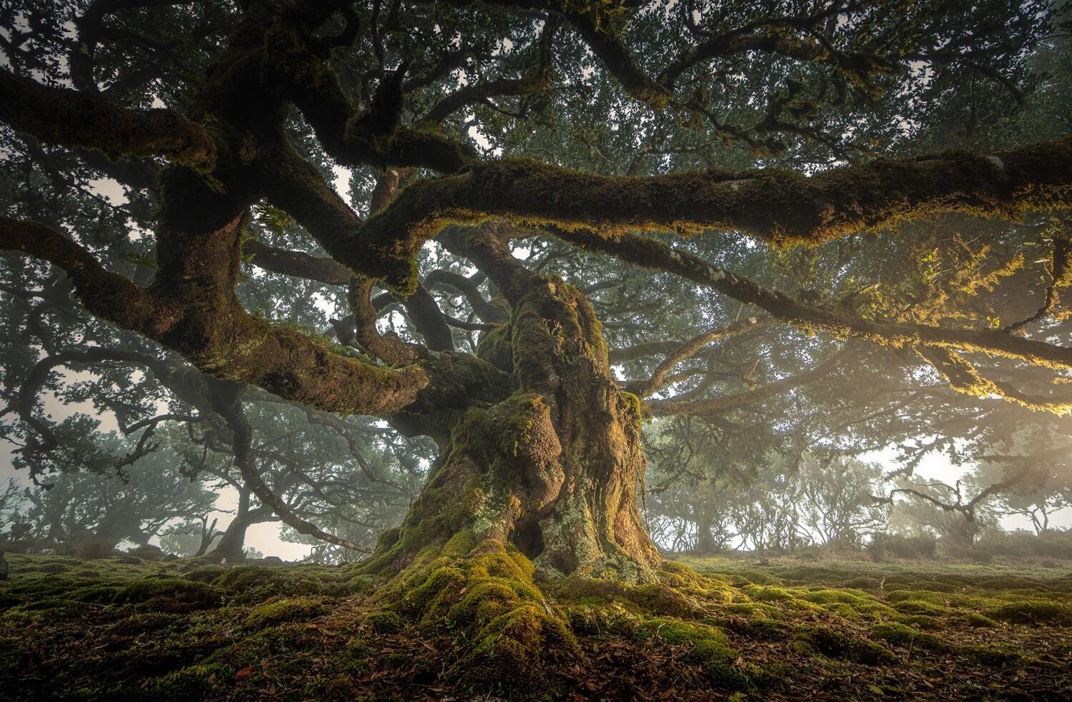פוטו תחרות צילומים שמירה על הטבע עץ פורטוגל