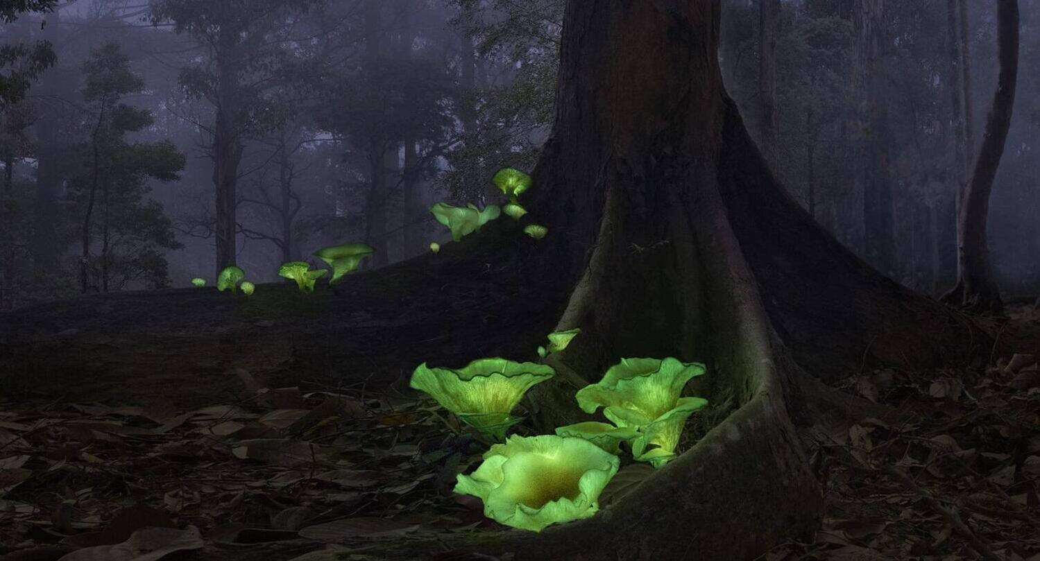 פוטו תחרות צילומים שמירה על הטבע פטריות מאירות
