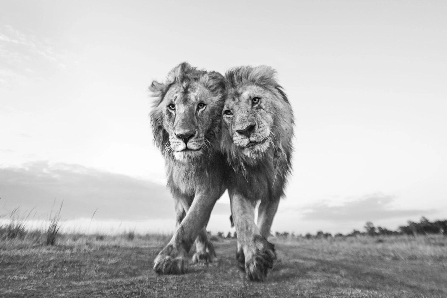 פוטו תחרות צילומים שמירה על הטבע אריות