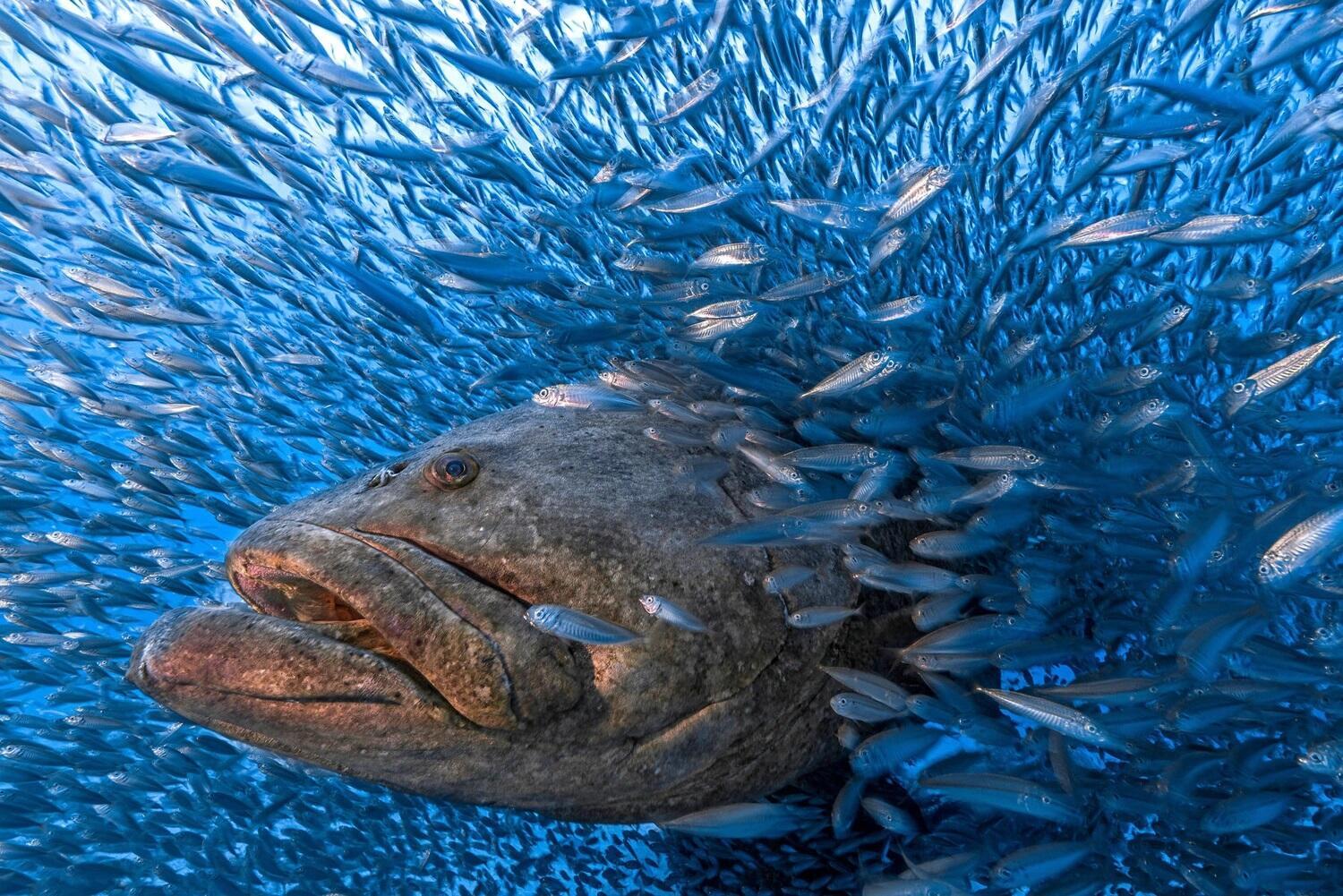 פוטו תחרות צילומים שמירה על הטבע דגים