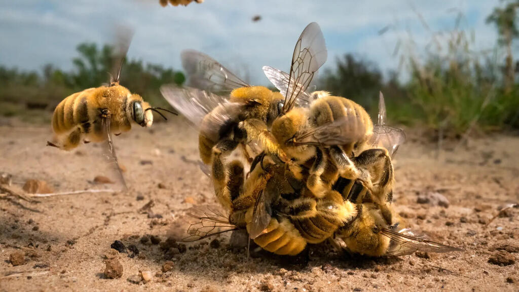 פוטו תחרות צילומי חיות בר דבורים