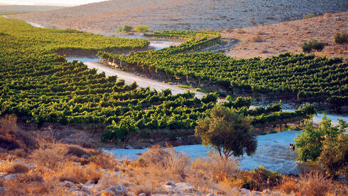הגפנים של כרמי עבדת. מודל לתעשיית היין העולמית, צילום: חוות כרמי עבדת 