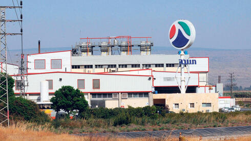 המספרים של תנובה נחשפים: רווח נקי של חצי מיליארד שקל ב-2025