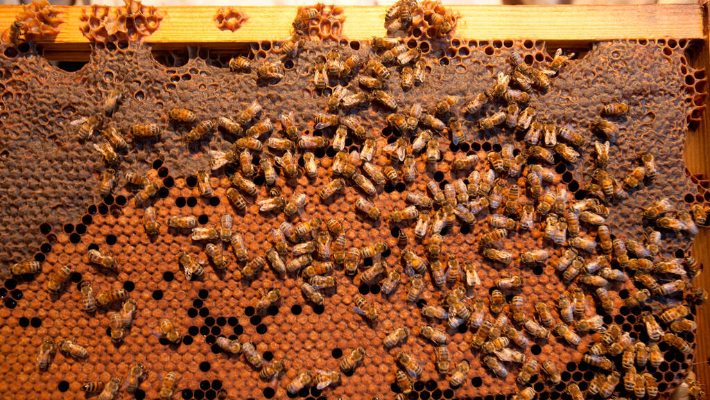 האם ההגנה על הדבוראים מצדיקה את מחיר הדבש הגבוה?