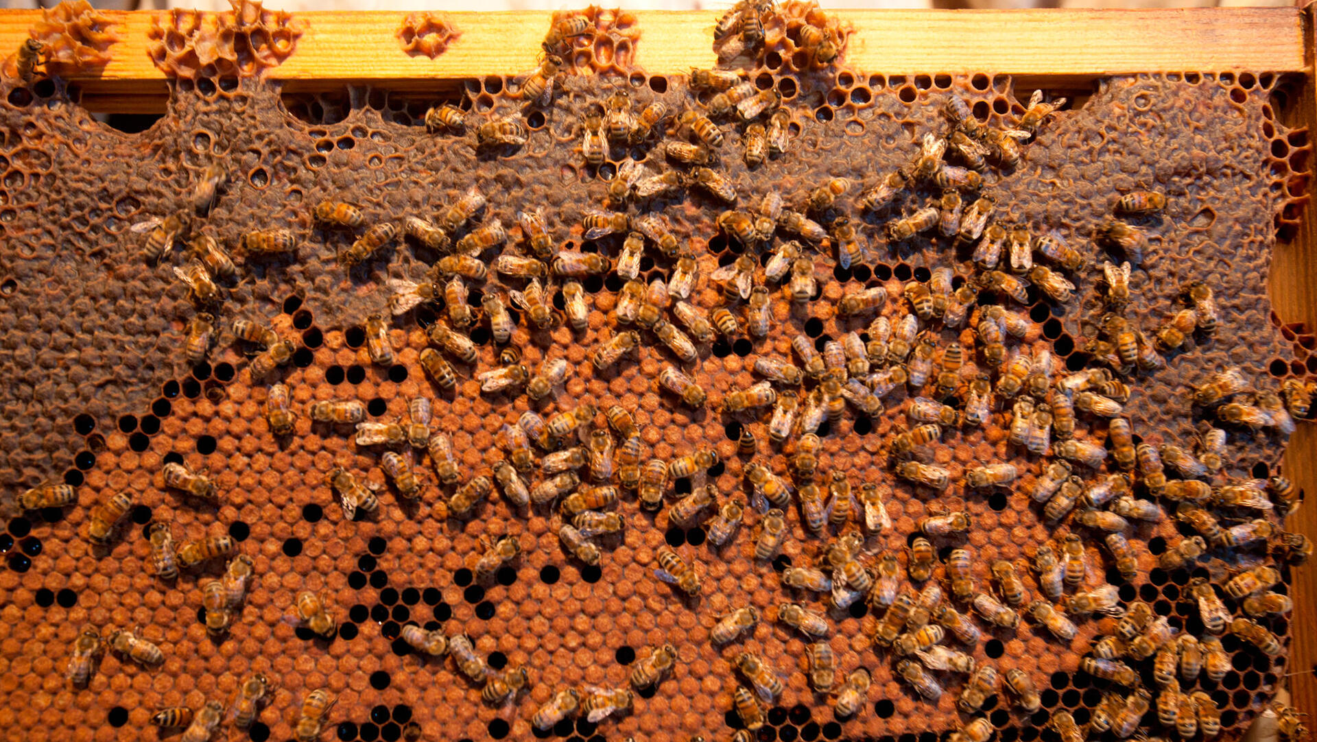 דבורים ב כוורת דבורים הגדולה ב עולם ב מתחם התחנה
