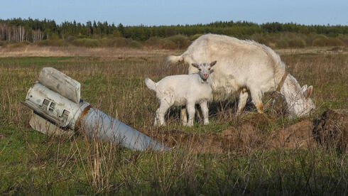 אף כבשה לא נפגעה בכתיבת טור זה, צילום: רויטרס