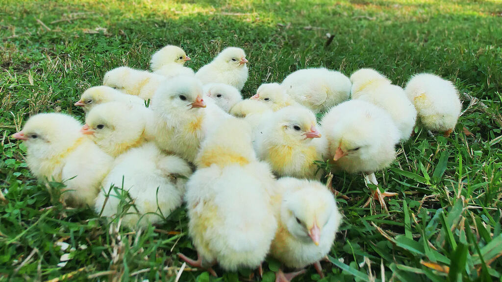 אפרוחות שנולדו בעזרת הטכנולוגיה של Poultry by Huminn