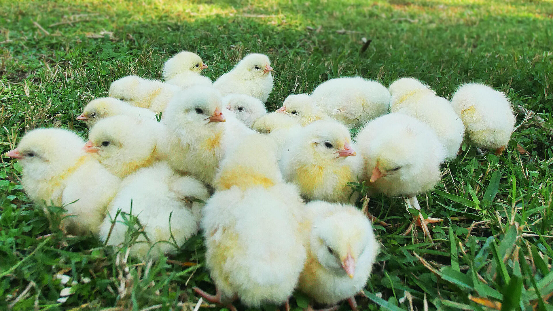 אפרוחות שנולדו בעזרת הטכנולוגיה של Poultry by Huminn