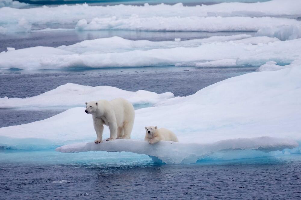 החוג הארקטי  הים הארקטי דובים לבנים הקוטב הצפוני דב לבן