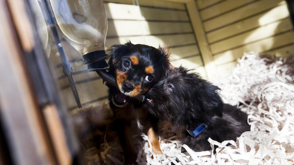 כלב כלבלב בחלון ראווה של חנות בעלי חיים